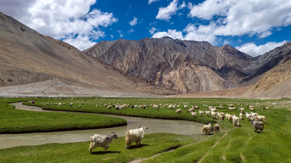 Sheep grazing in field, with mountains and sky in background