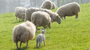 Sheep grazing in field
