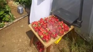 Strawberry greenhouse in Bosnia