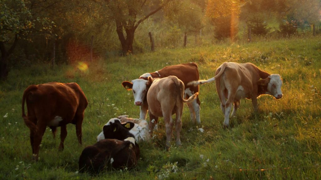 Cows in Field