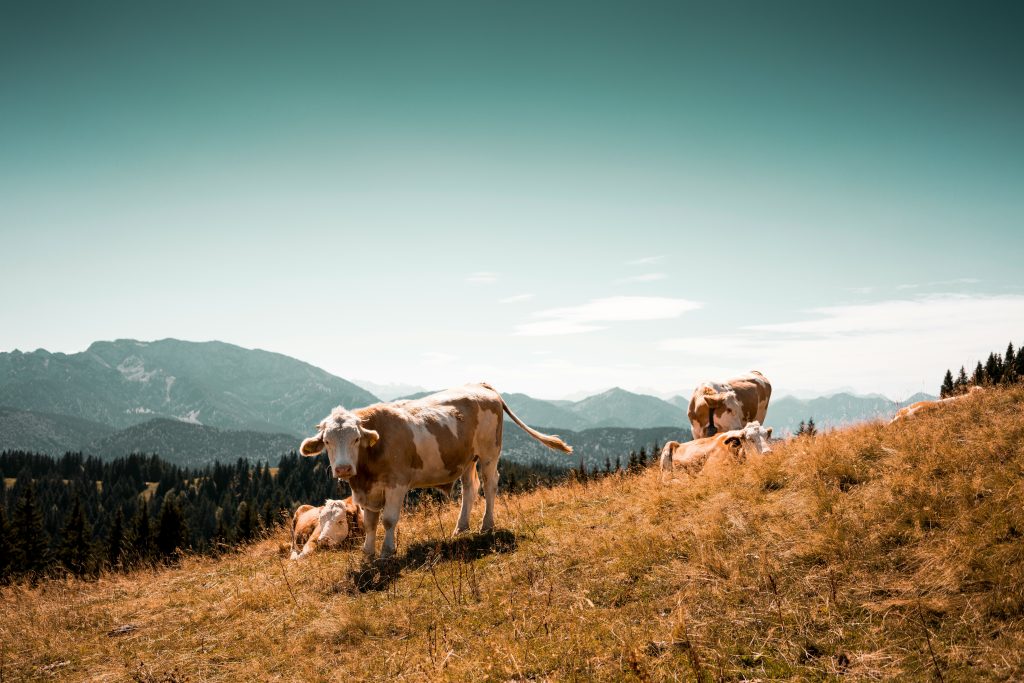 cow in field