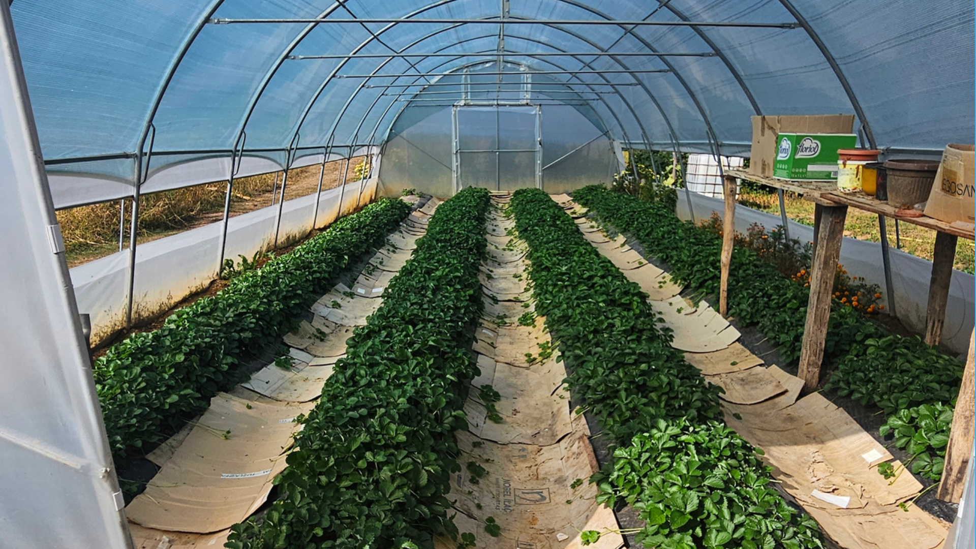An Indoor Sustainable Farm supported by Revive